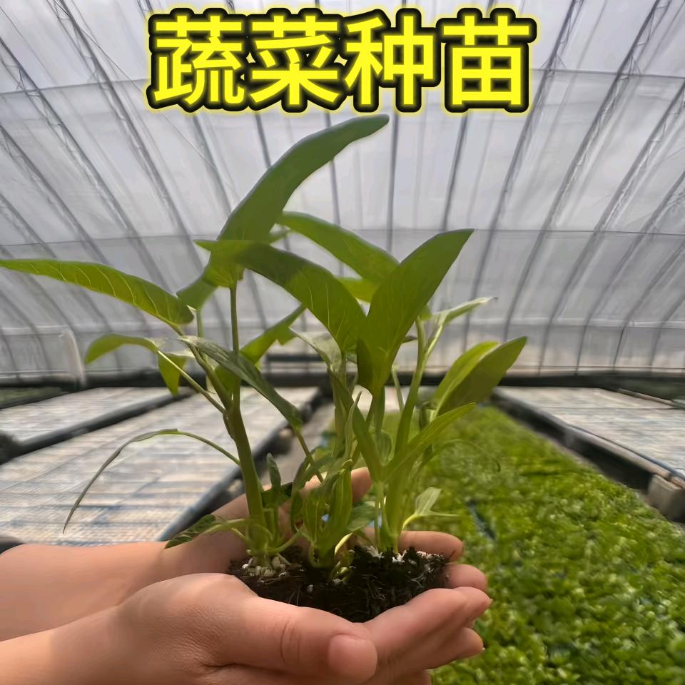 李老师蔬菜苗