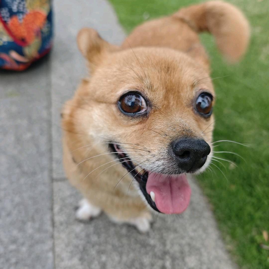 快乐猫和狗