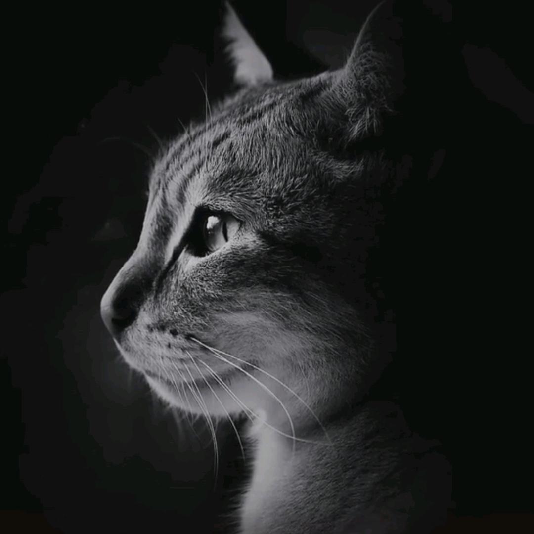 钟先生实盘记录