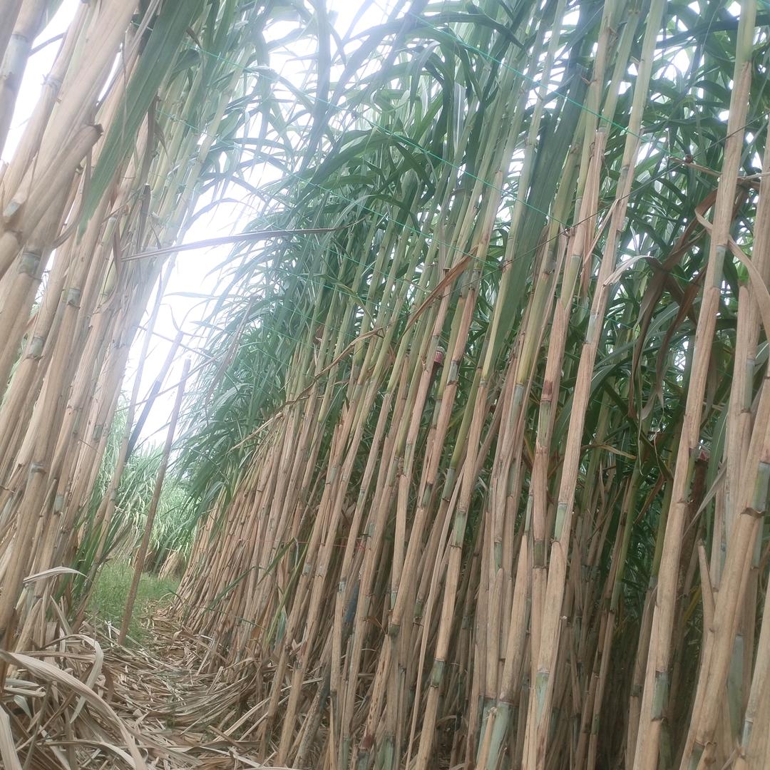青神鸿化村本地甘蔗