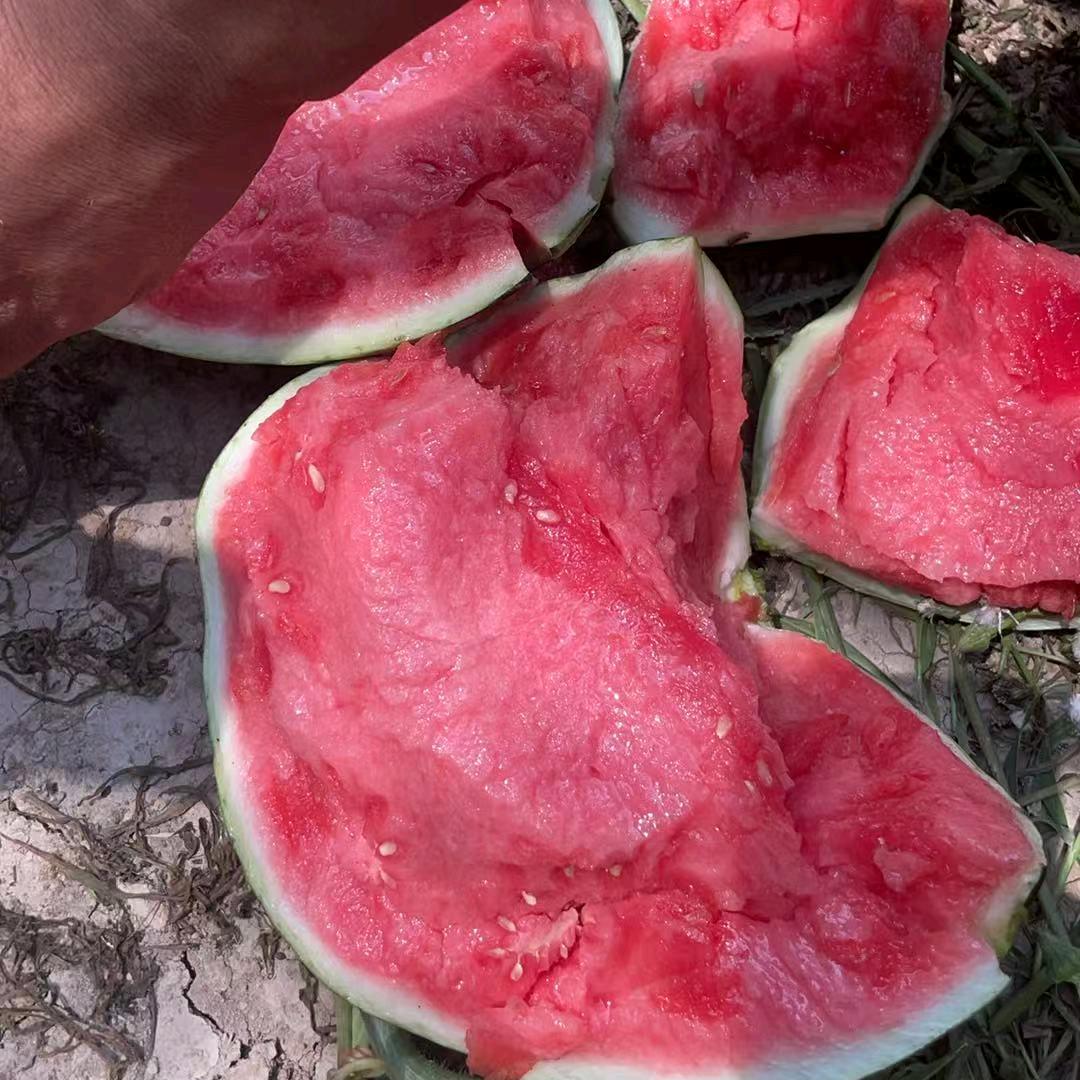 A三顺西瓜商贸，东哥