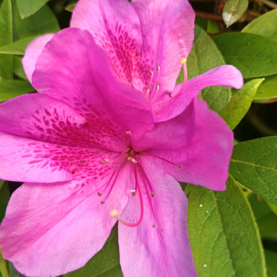 🔑钟情于你🔐