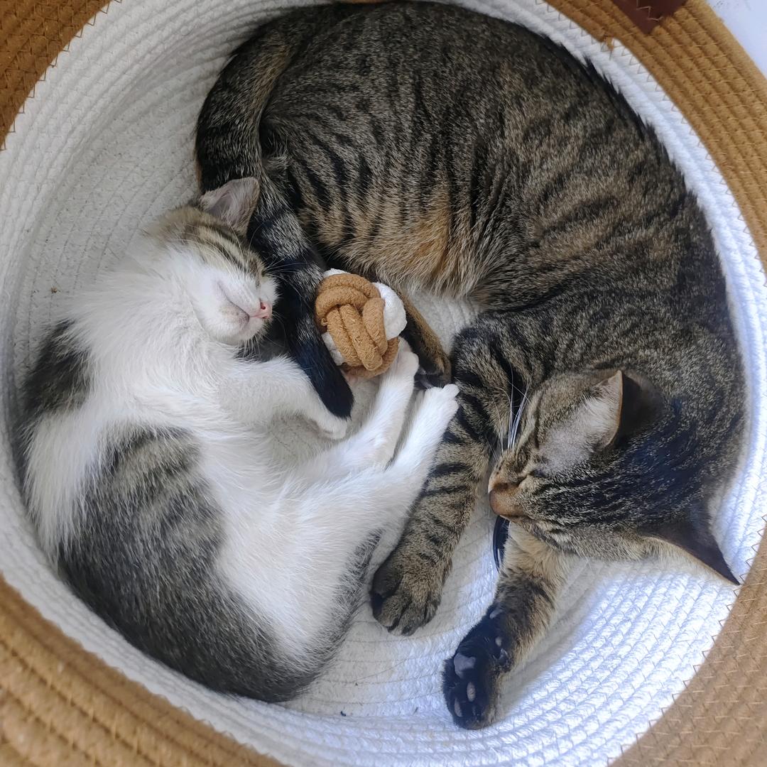 点点是只狸花猫🐱