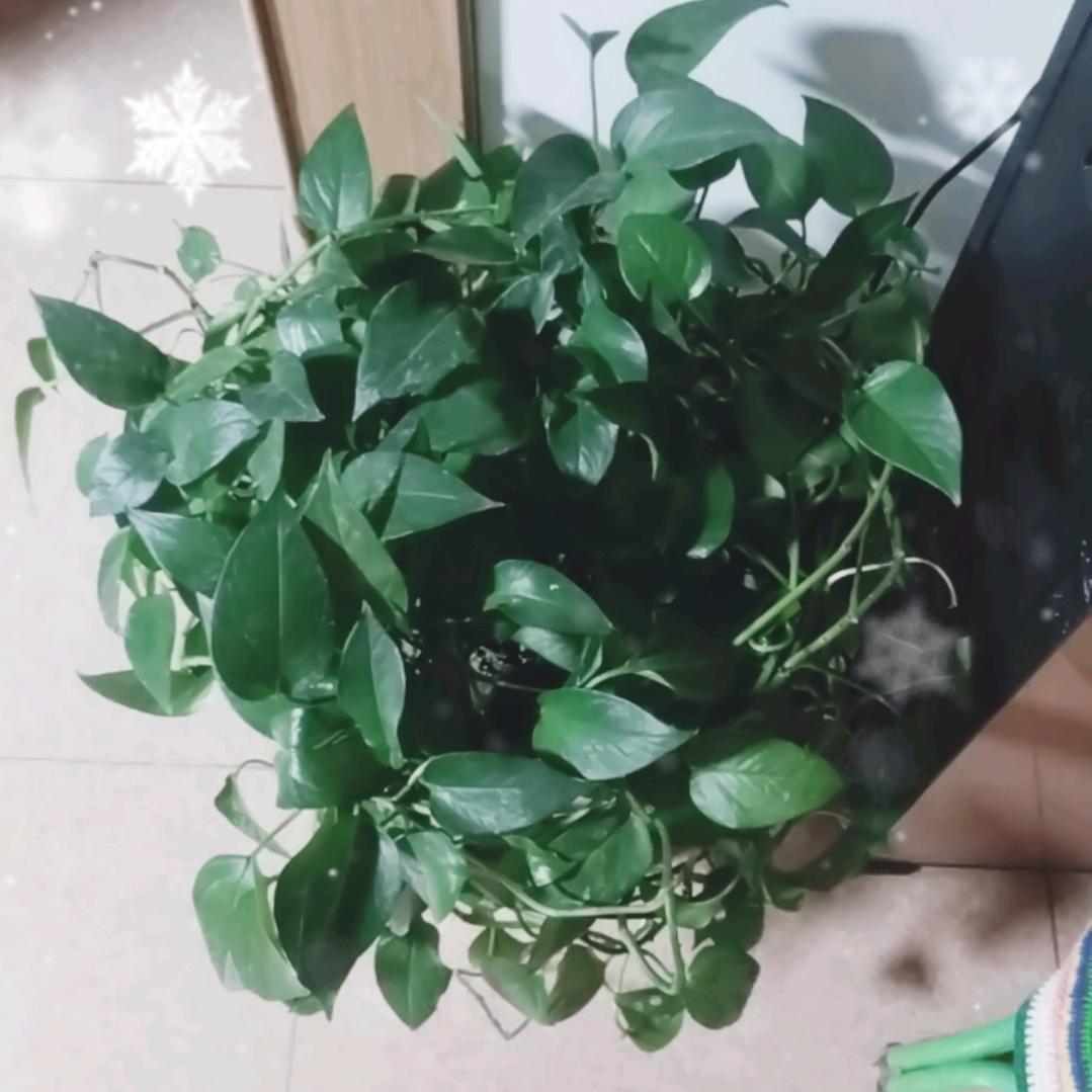 内蒙古乌兰察布集宁郝