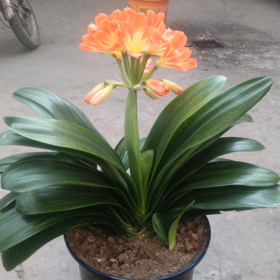 随愿