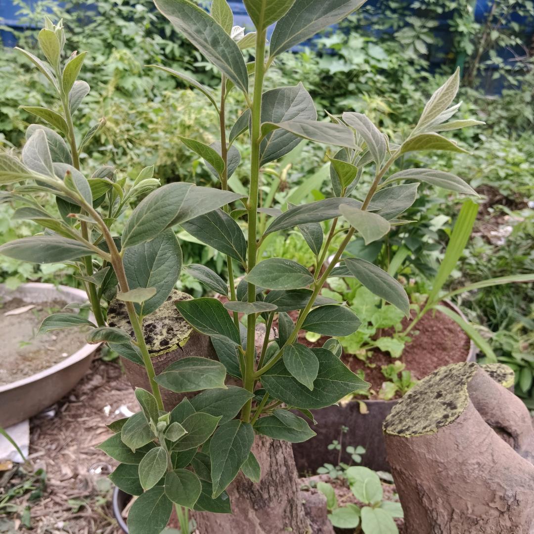 金弹子【瓶兰花】盆景生熟桩