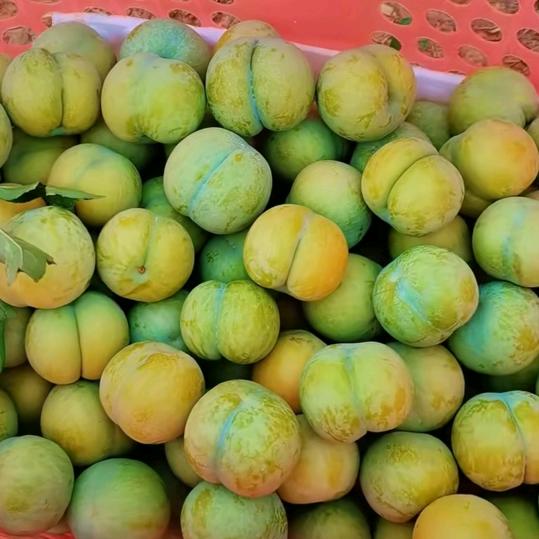 六马种植蜂糖李，芒果西红柿