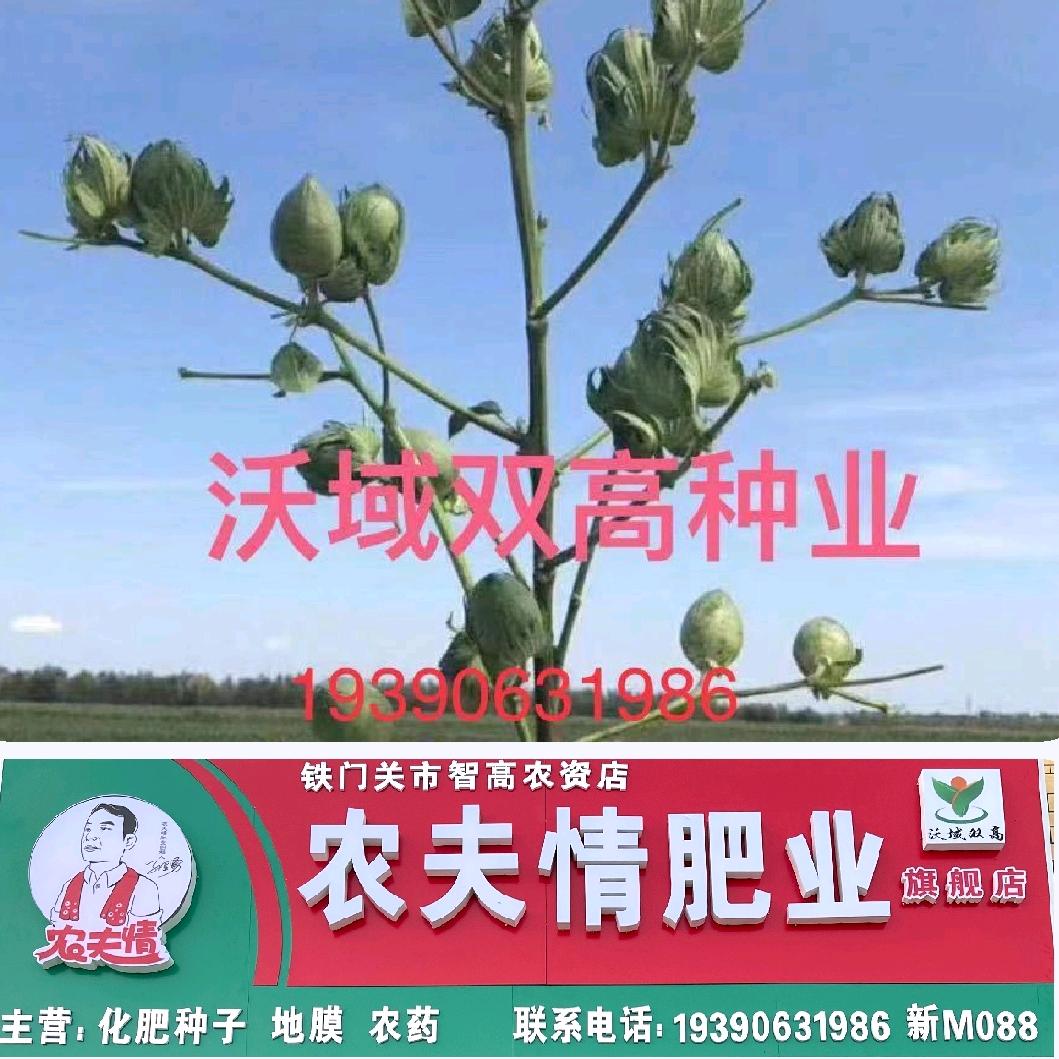 双高种业