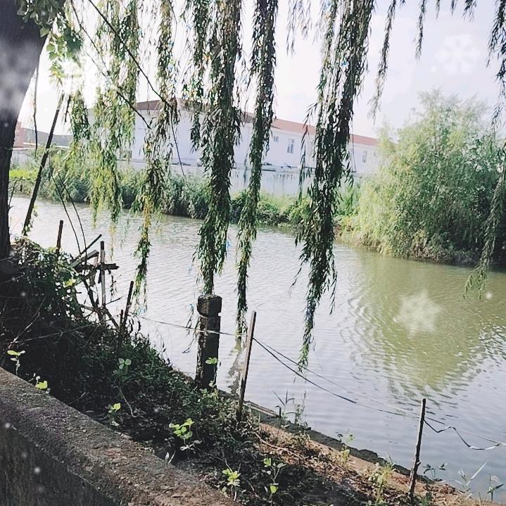 老wang