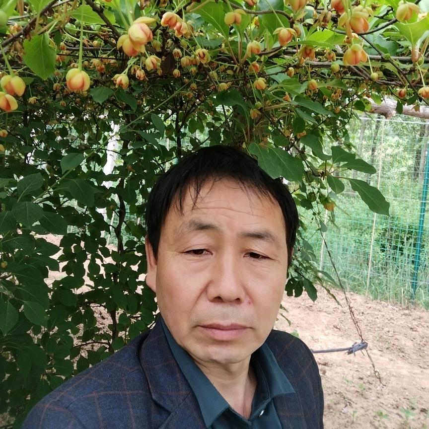 强子五味子种植