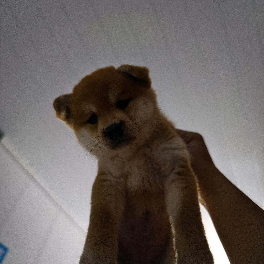 耙豌豆