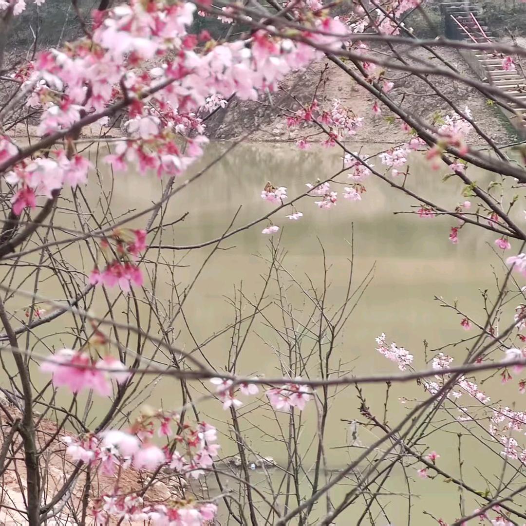 有因就有果