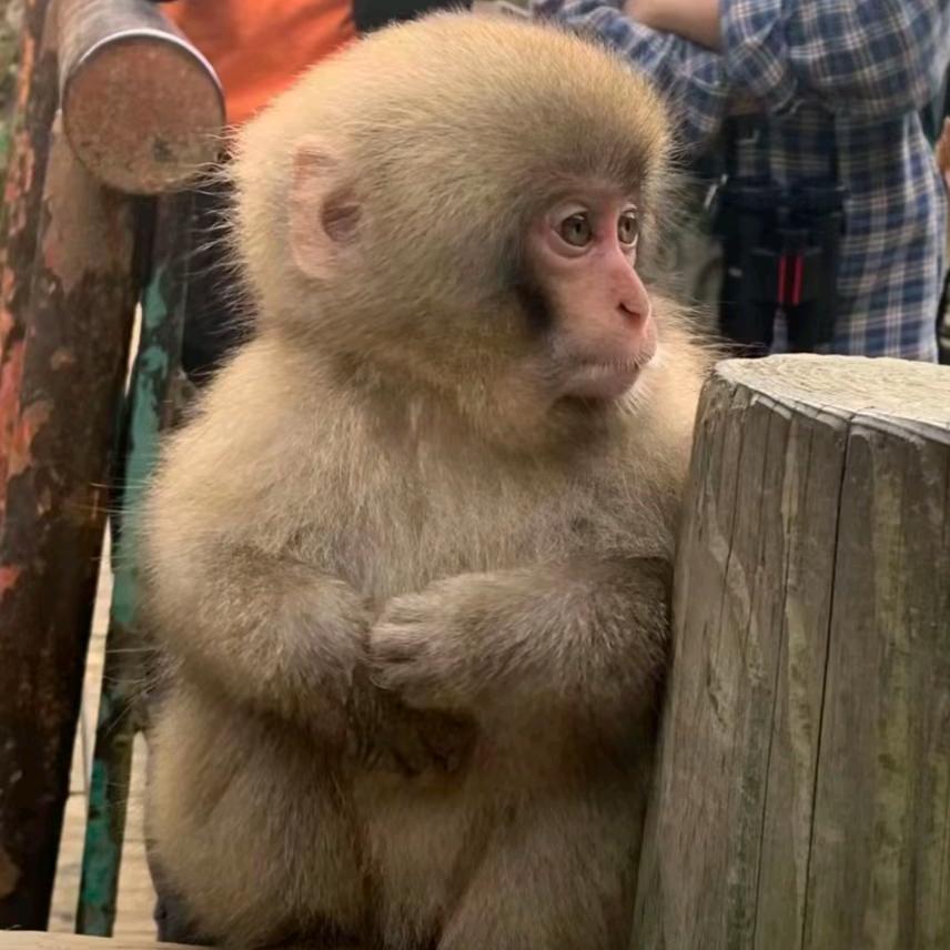 西红柿鸡蛋盖饭