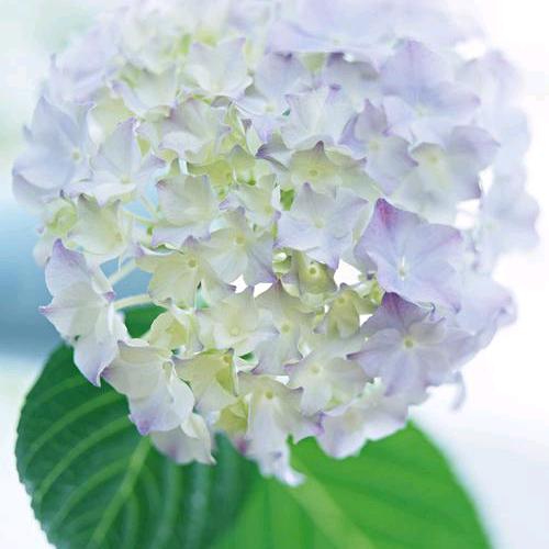 风信子（拒绝连赞）