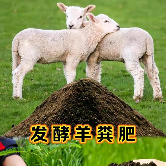 河北禾典有机羊粪小王