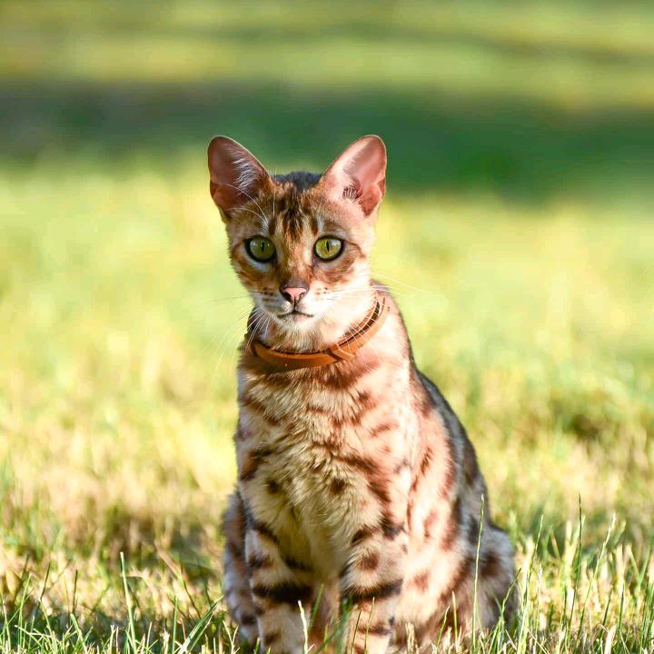 猫儿猫儿飞