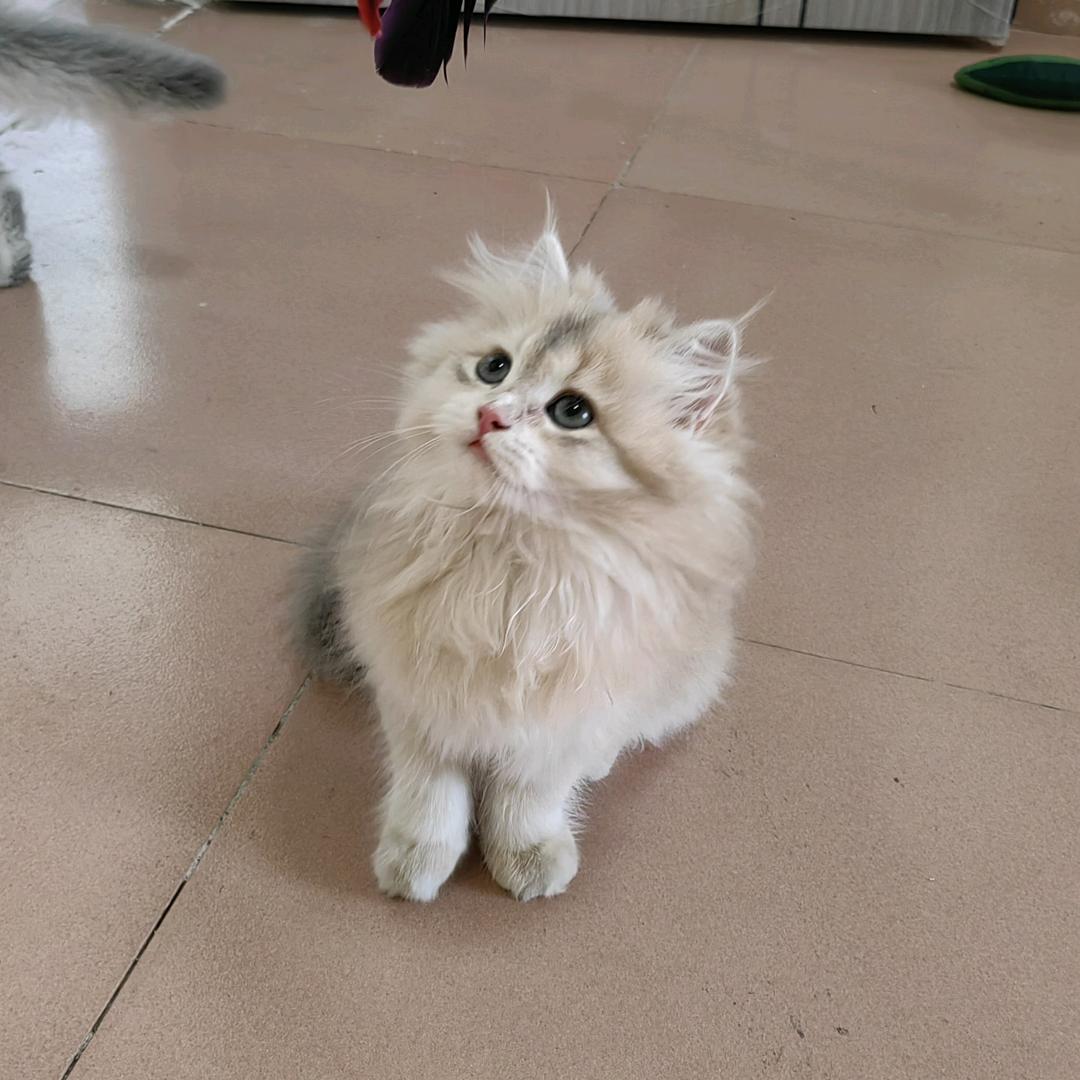 面包和奶糖