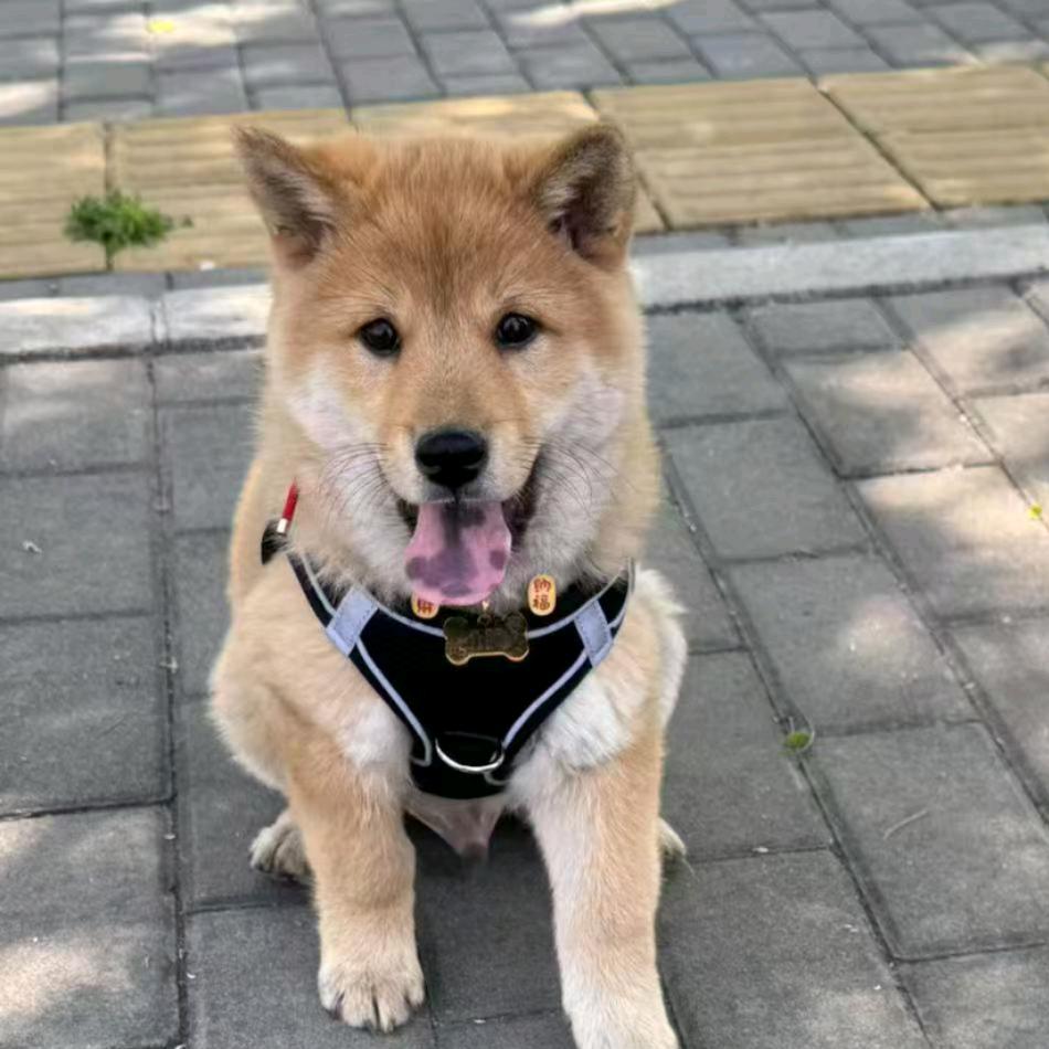 覃家大院小狗狗