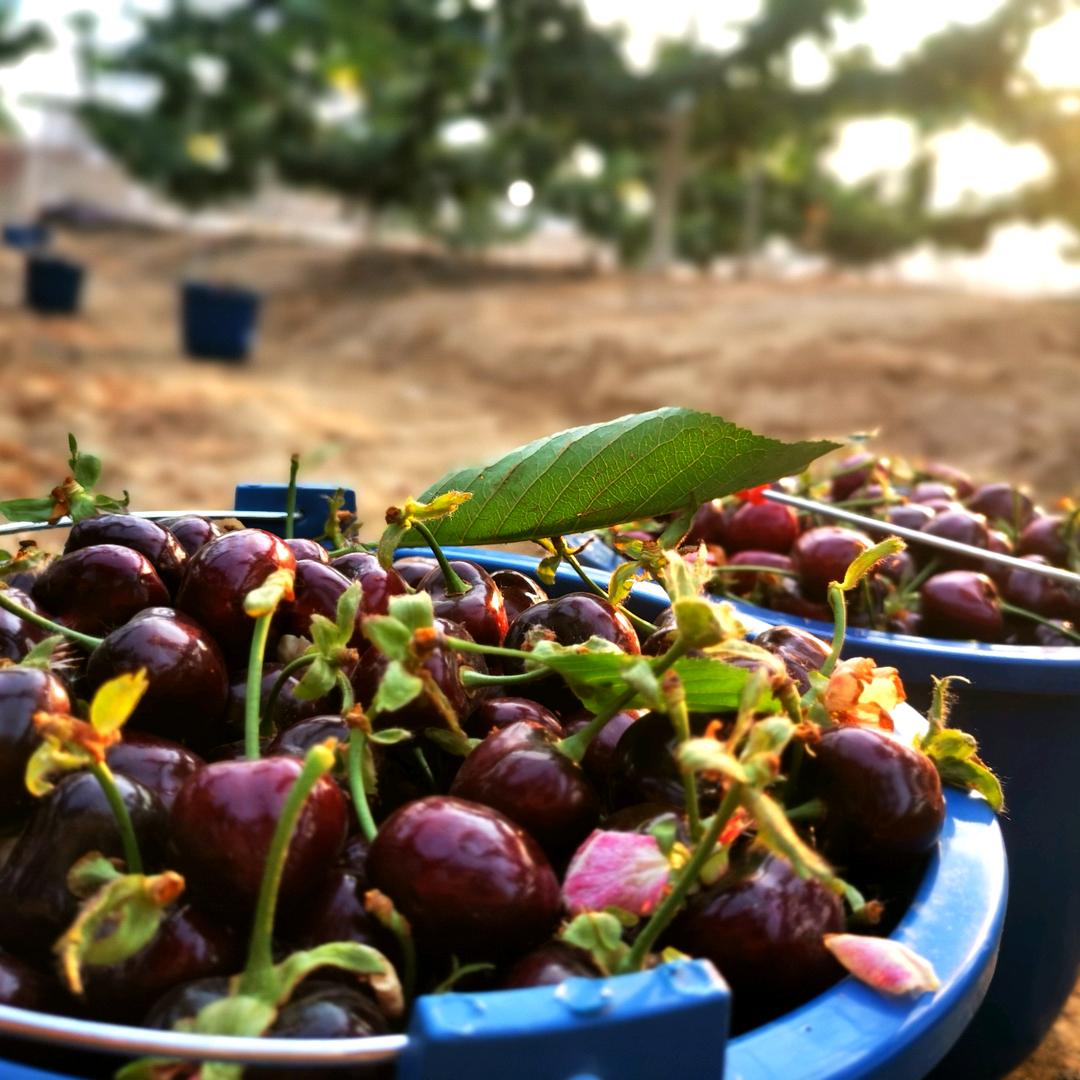 🌈山中天俄八大樱桃🍒小马