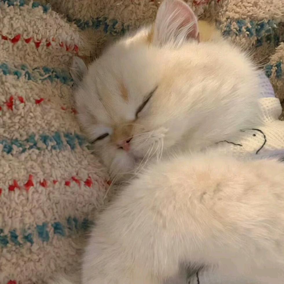 ૮ .  ̫ . ა