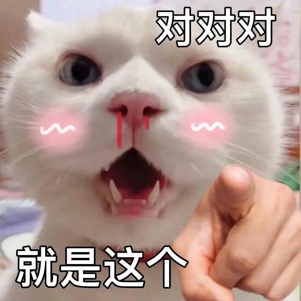 纪不住的猫