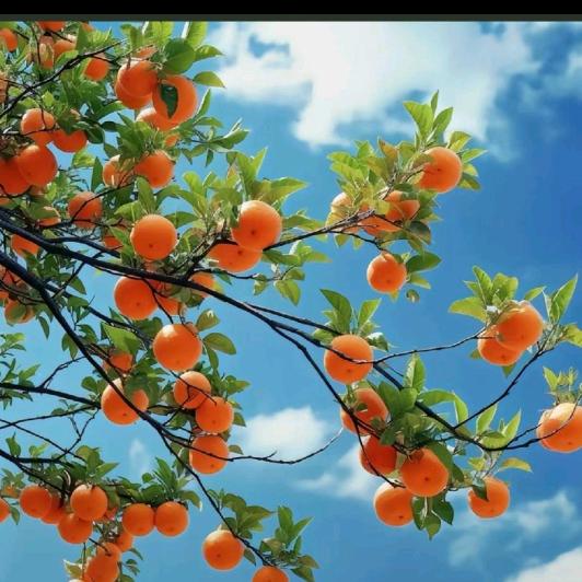 🇨🇳周💋总💋