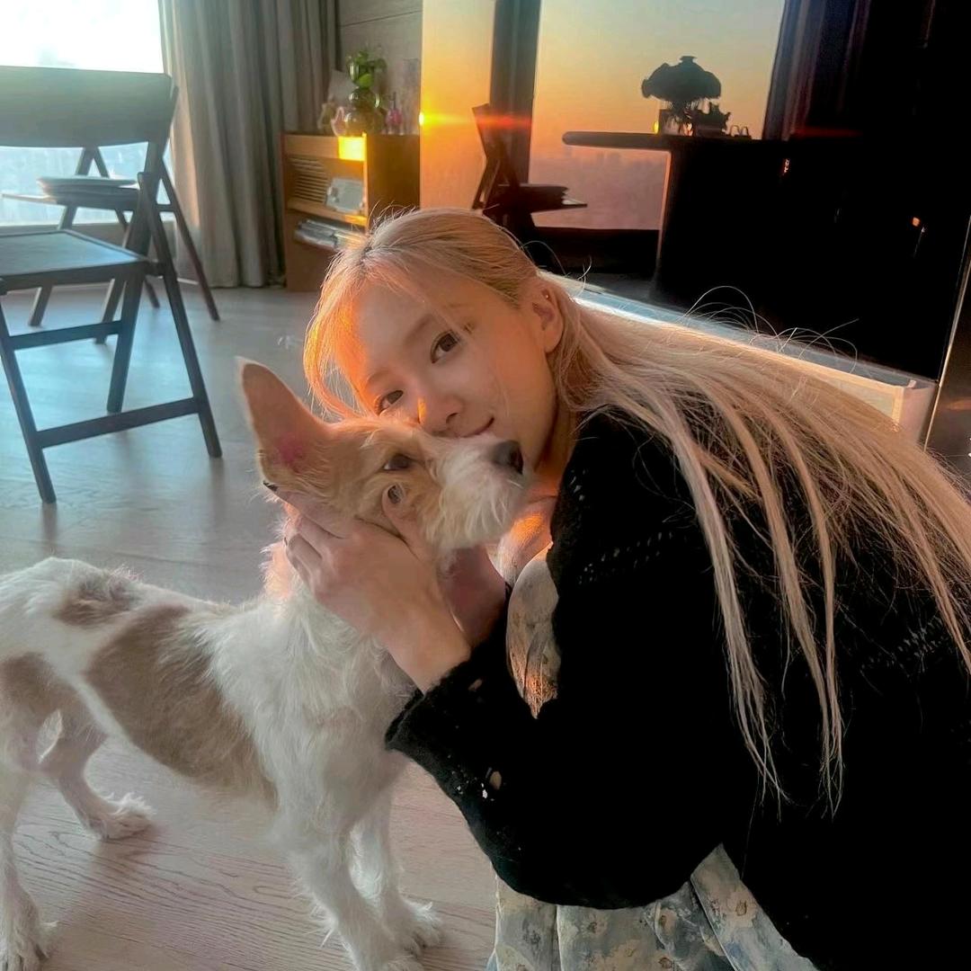 比熊快乐的时光