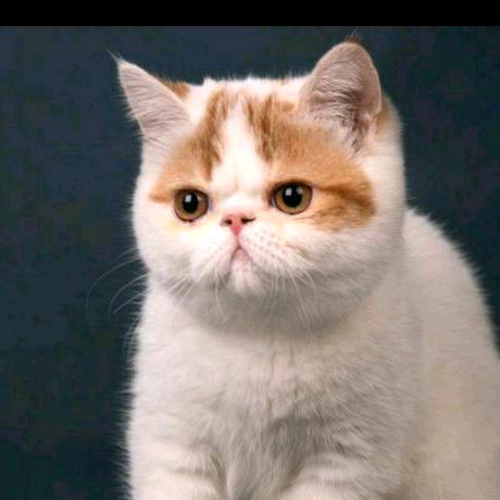 🌸我🍁是🌾一🌻只🌹小🌷花猫