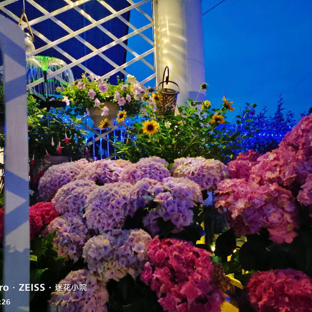 迷花小院