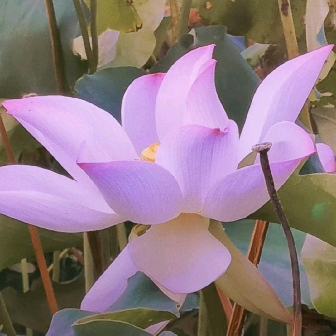💦☁️风中雨荷🌊🌊