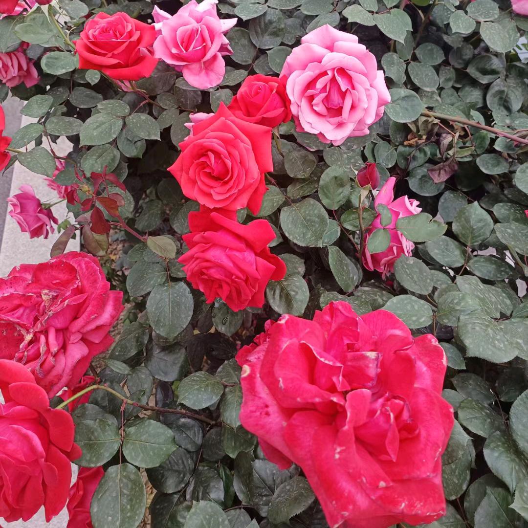 自己不努力，谁也给不了你幸福！