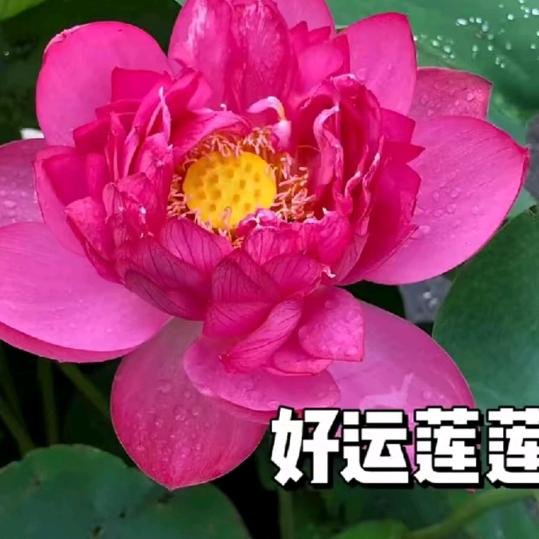 蜂蜜
