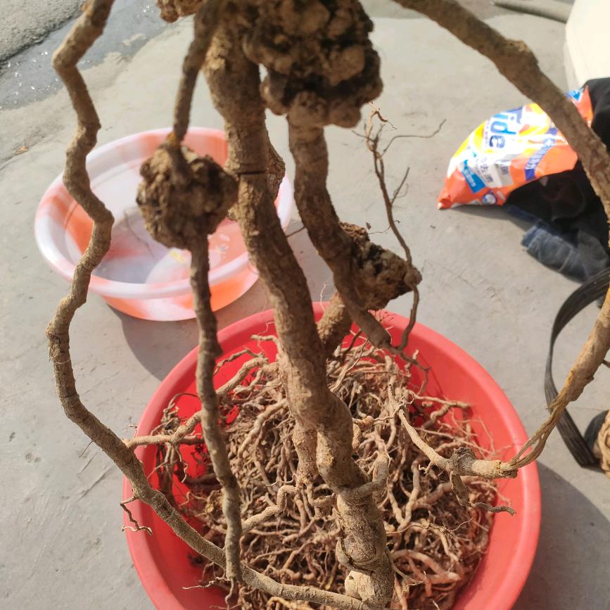 天意