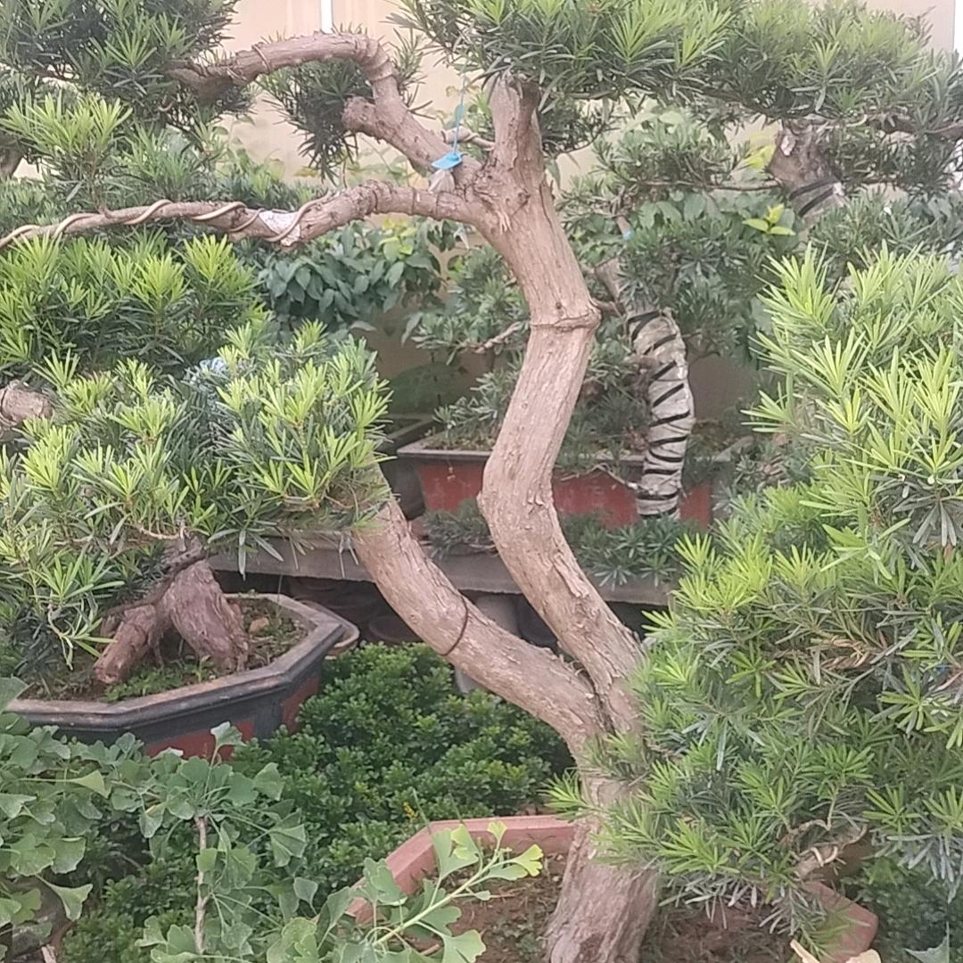 笑口常开(σ′▽‵)′▽‵)σ