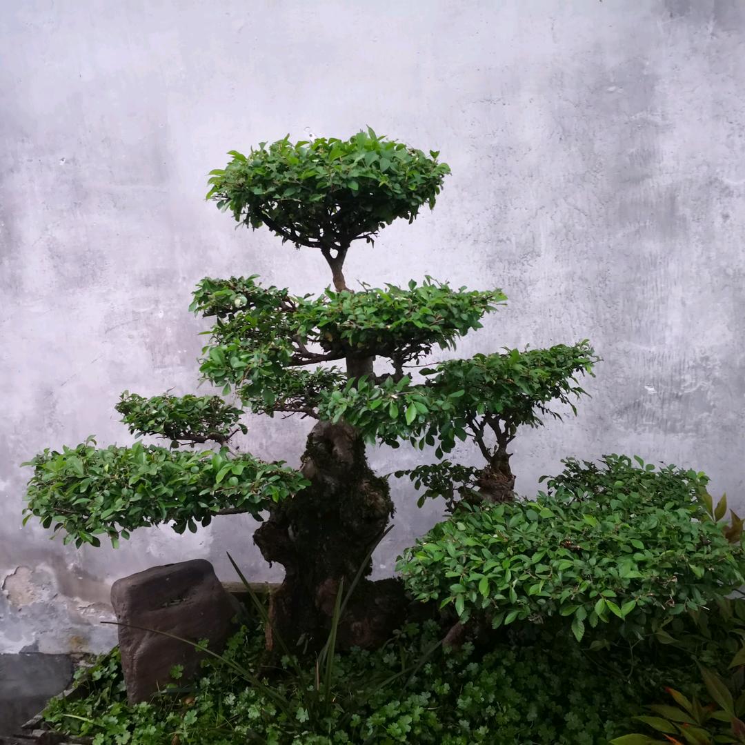 潇潇雨歇征程未尽