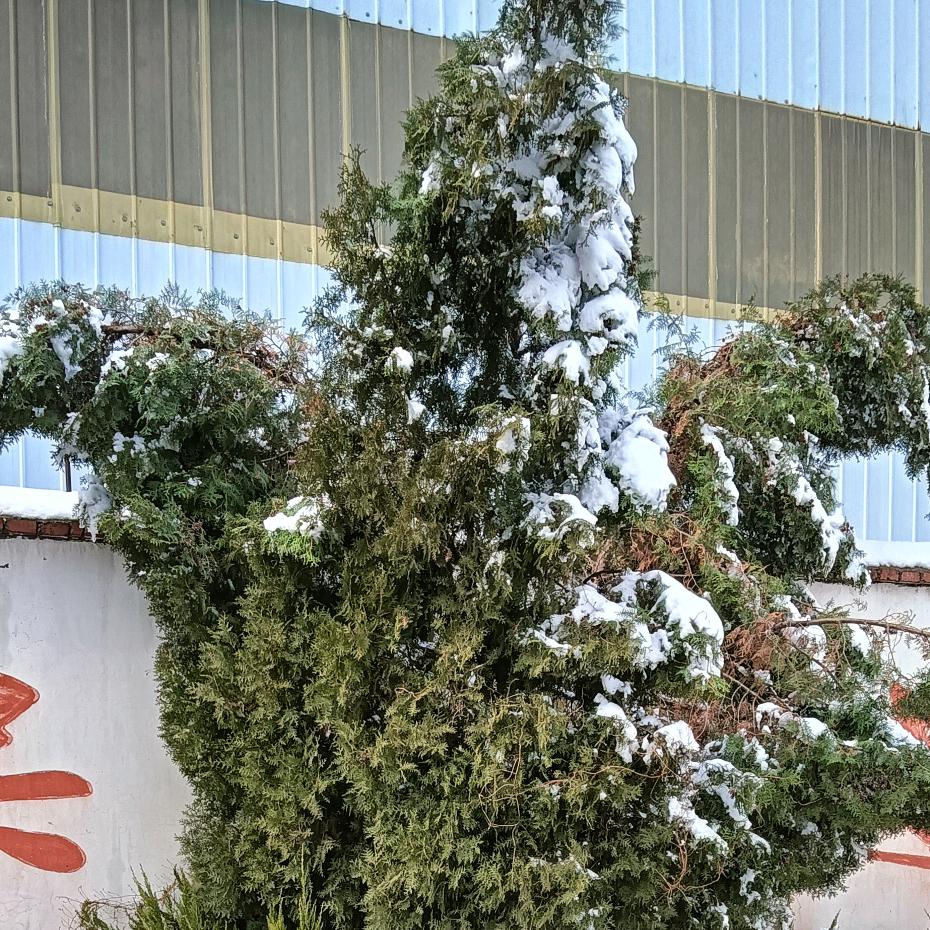 🚬静花寒