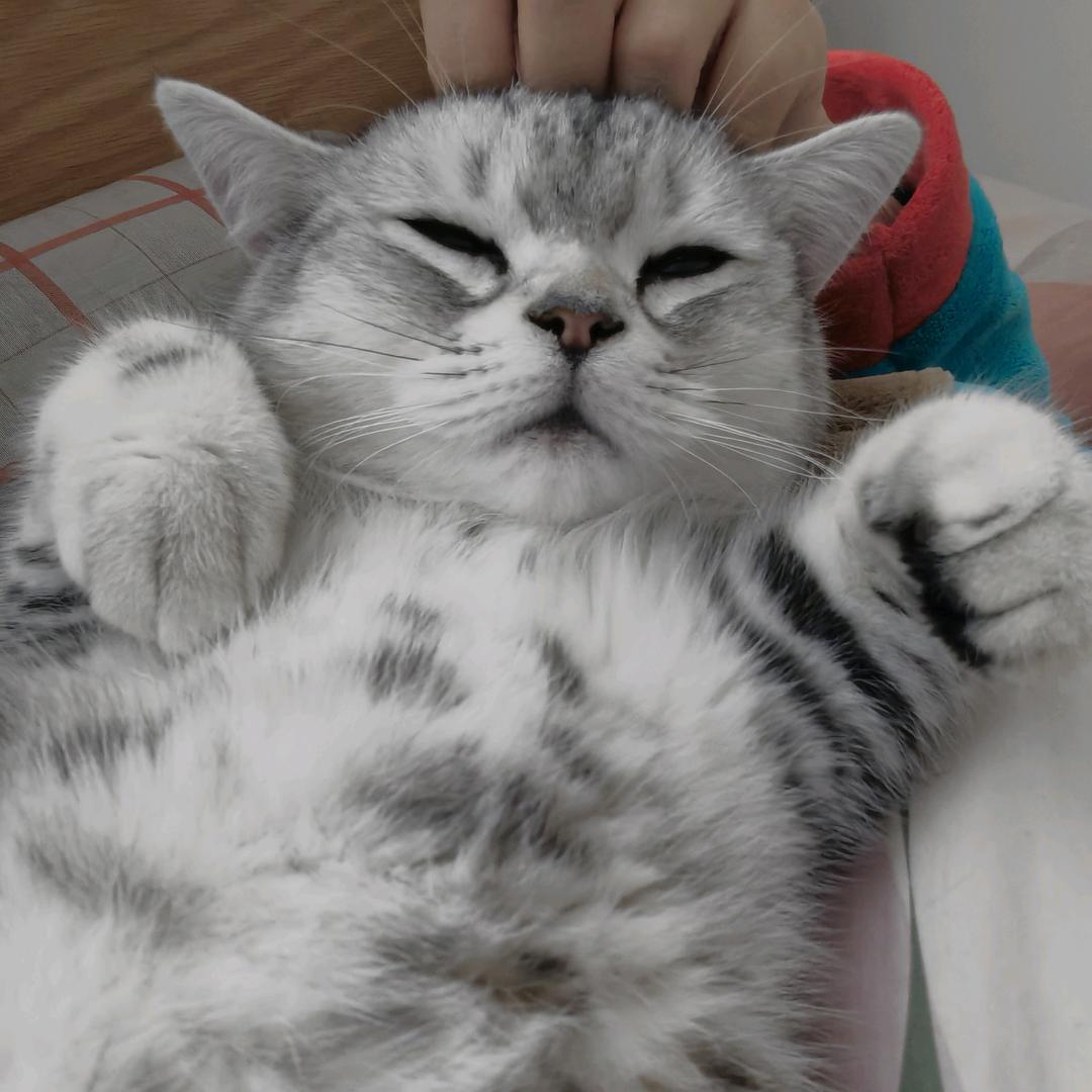 煮波消失的下颚线