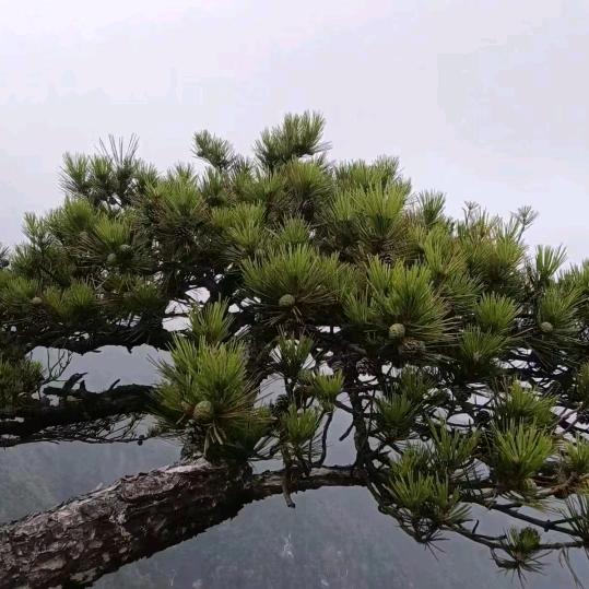 闲人野鹤
