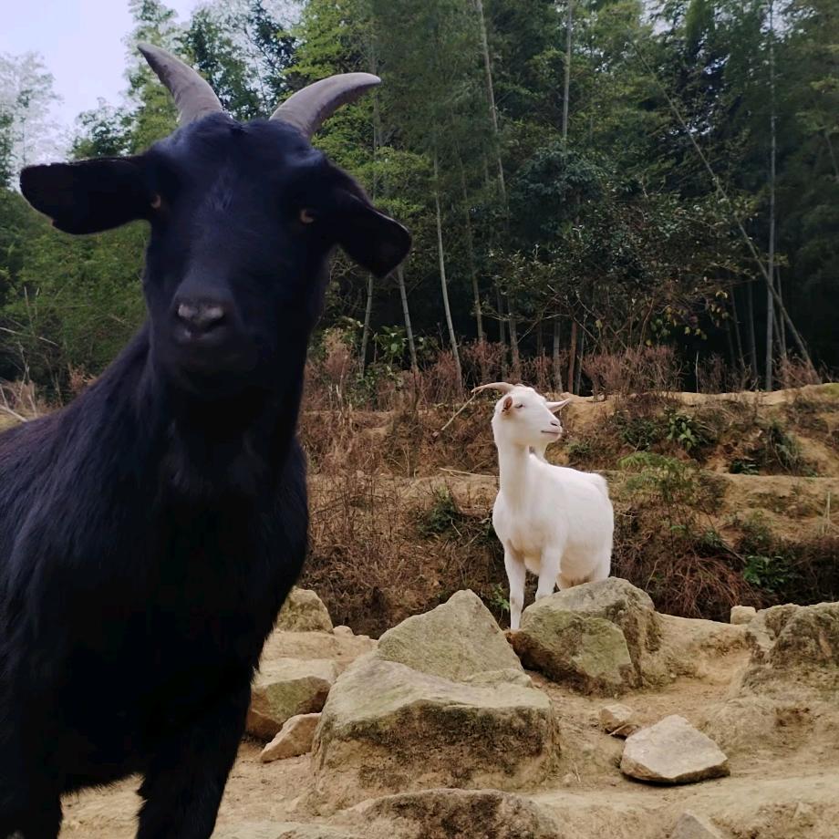 黑山羊香猪养殖场