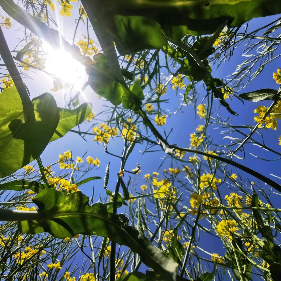 悠悠扬