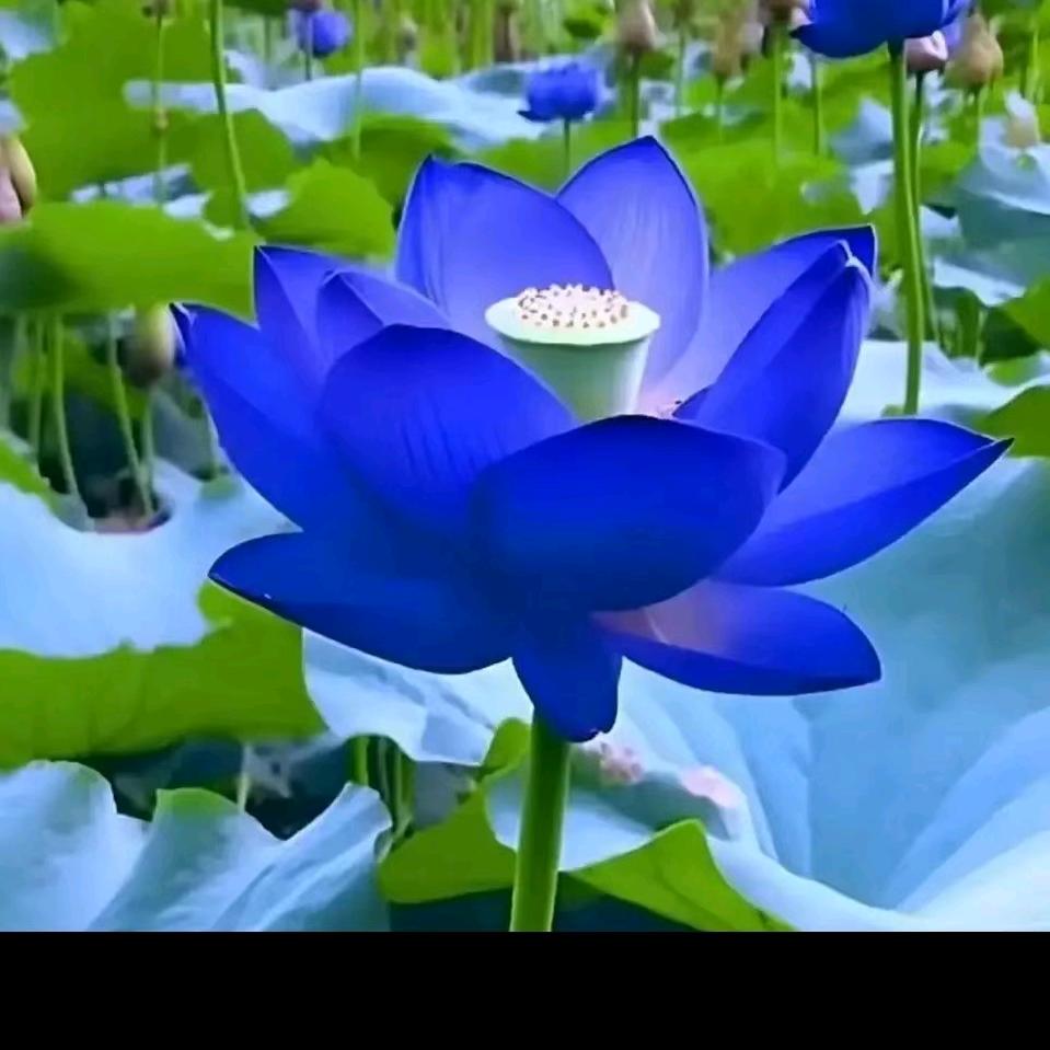 A芬