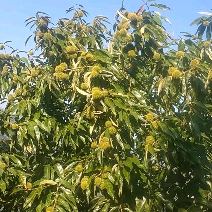 叶家十二少