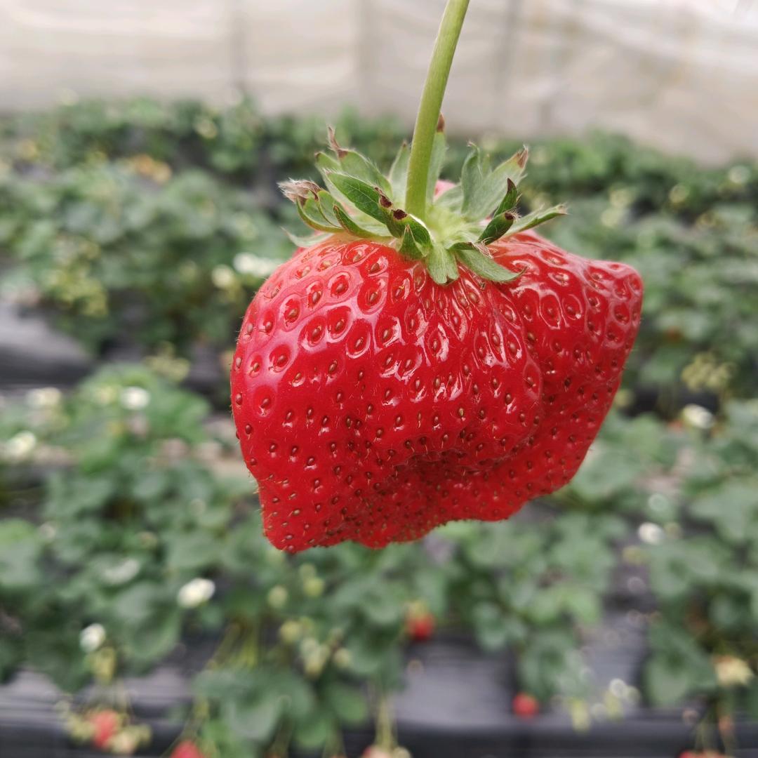 小🍓雪🍒