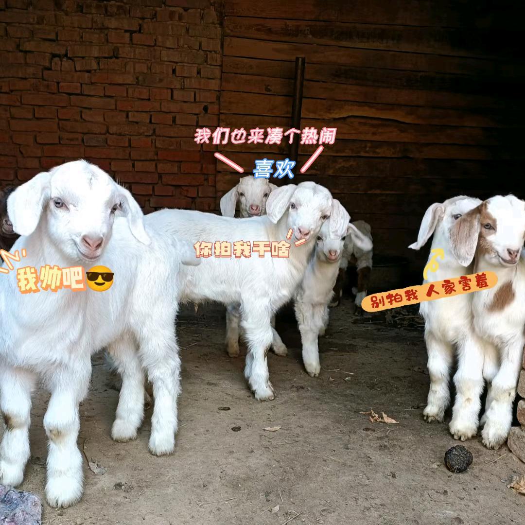 @2025年，🐉年加油