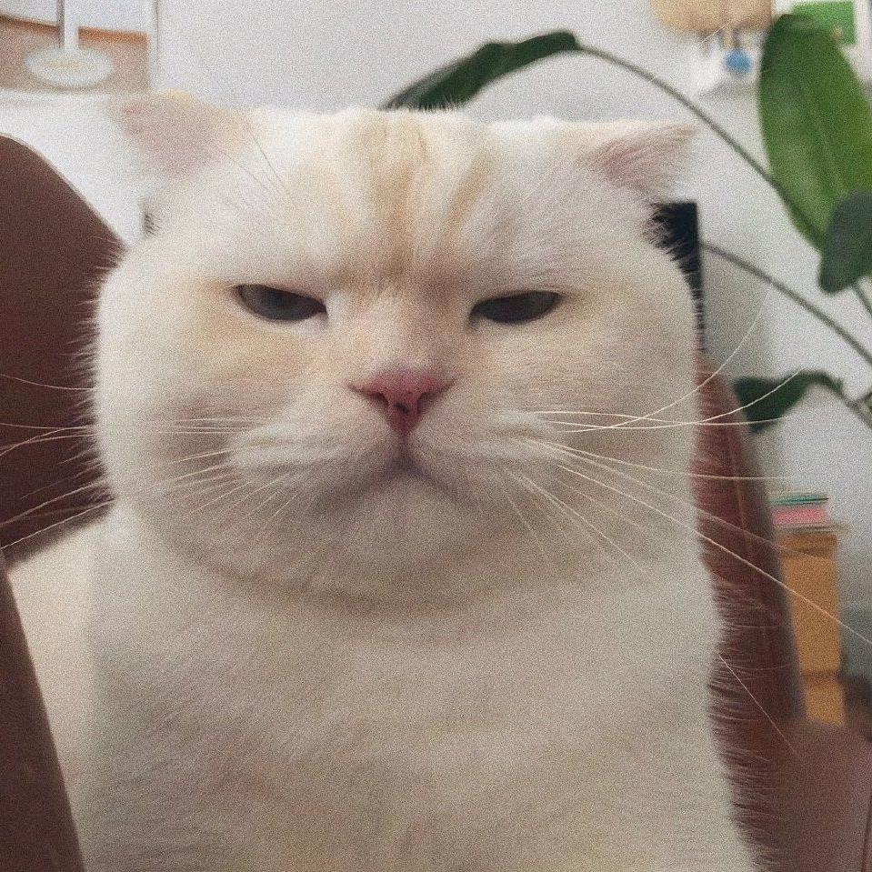 玉面龟内甩你脸