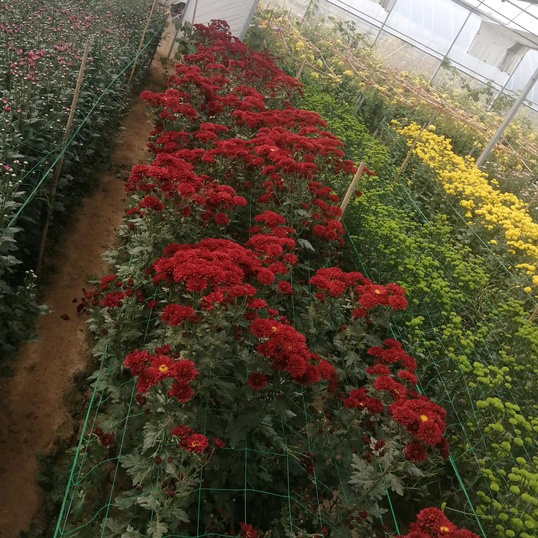 刘下🍒🍒幸福