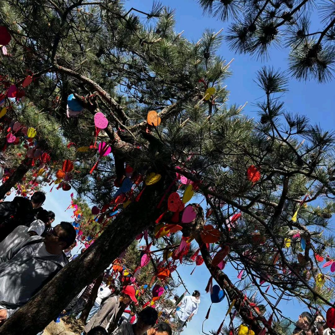 乡村遍野映山红