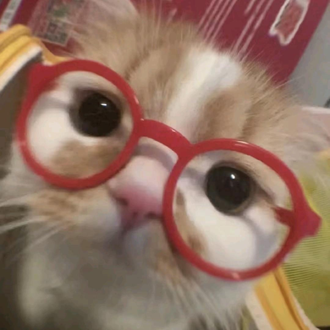 摆烂小云吞