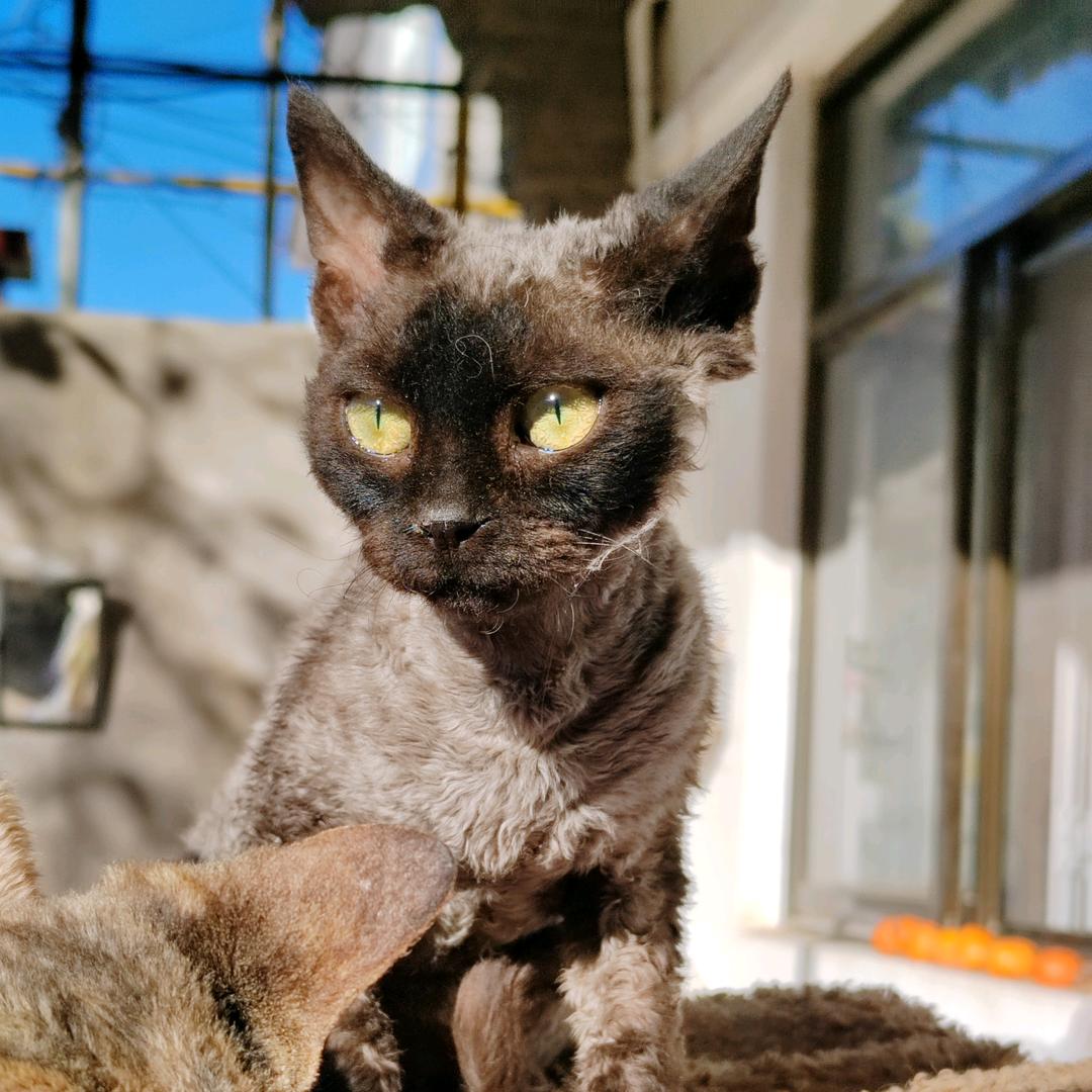 乌龙仔和雪碧仔是打工猫