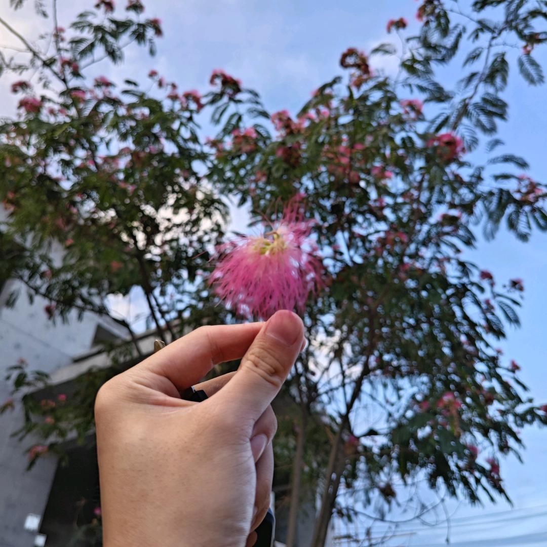 范春见头像